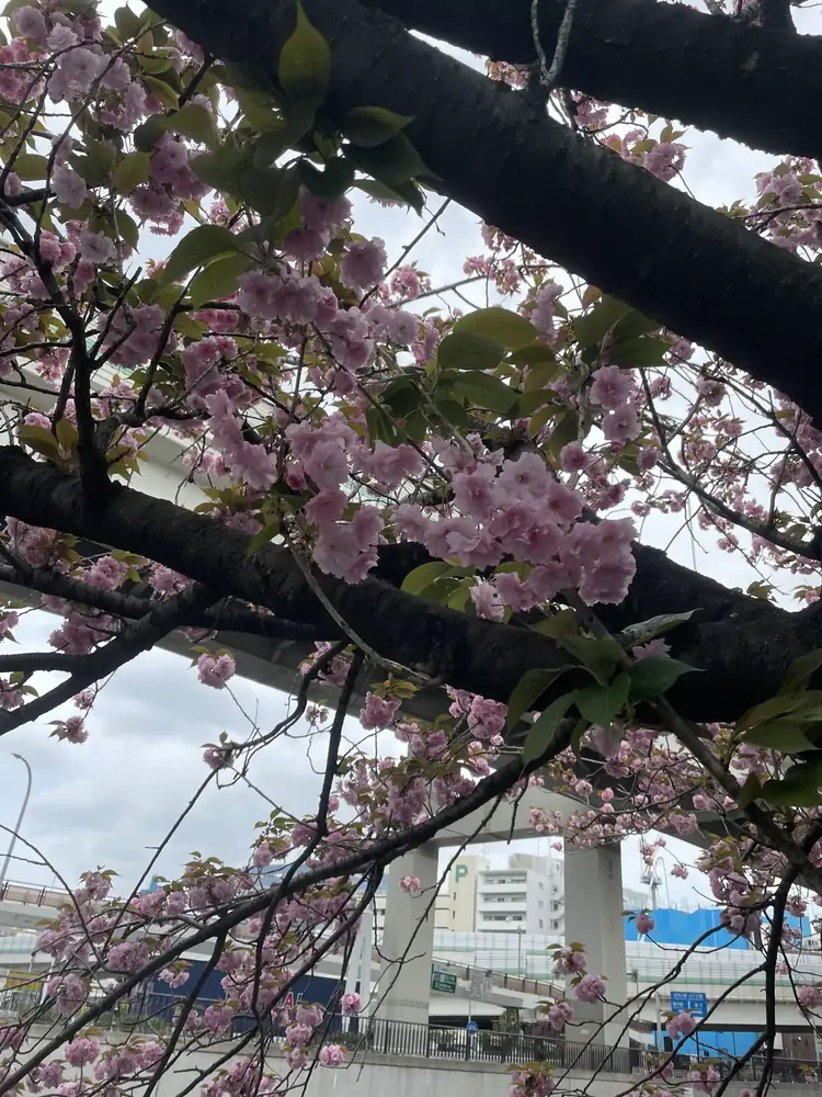 2026年4月13日の写真